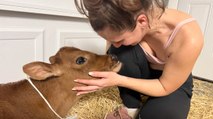 Couple Adopts a 90LB Cow From a Petting Zoo!