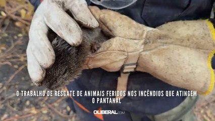 Download Video: O trabalho de resgate de animais feridos nos incêndios que atingem o Pantanal