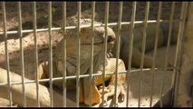 Troppe iguane in Thailandia, il governo ne cattura 150