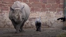 Birth of endangered rhino calf caught on camera at Chester Zoo