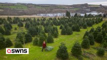 Farm with 20,000 Christmas trees is getting ready for the festive rush