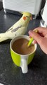 Cockatiel Chirps For Coffee