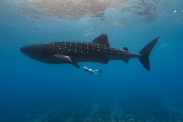 Relaxing Video Shows a Snorkeler Swim With a Huge Whale Shark