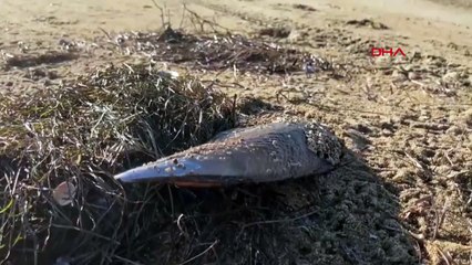 Fırtına Sonrası Pinalar Balıkesir Kıyılarına Vurdu