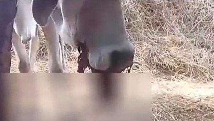 छतरपुर: हथगोले से फटा गाय का जबड़ा,जंगली जानवरों के लिए रखा था बम