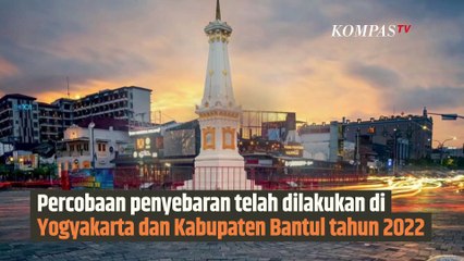 Bagaimana Jika Manusia Digigit Nyamuk Wolbachia? | SINAU