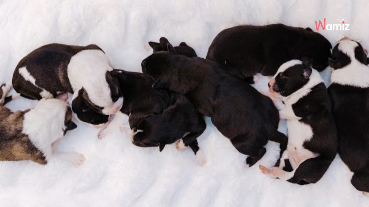 Il trouve une chienne et ses chiots dans la bou...