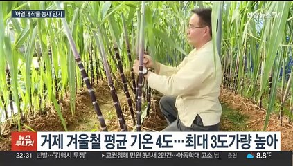 키 3m 사탕수수밭이 한국에?…아열대 작물 재배 확산