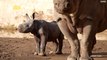 Rare Eastern Black Rhino Gives Birth to Adorable Baby Girl
