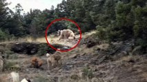 Bolu'da hayvanlarını otlatırken ayılarla karşılaştı!