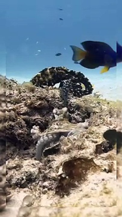 Octopus