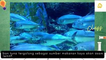 Manfaat ikan tuna bagi ibu hamil