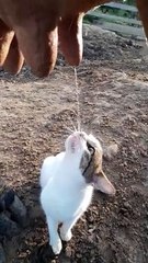 Cat Thirsts For Fresh Cow Milk