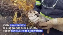 Brésil: des sauveteurs assistent les animaux blessés dans le Pantanal après des incendies