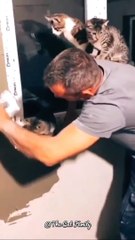 The cat is plastering the house with its owner | Funny Cat Video #shorts