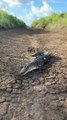 American Alligator Basking In Morning Sun