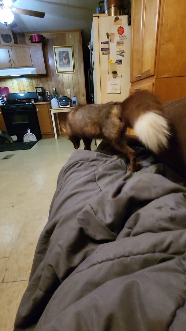 ⁣Fun With Foxes And Blankets
