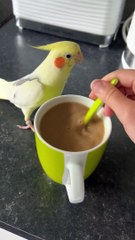 Cockatiel Chirps For Coffee