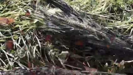 Yule Log The Horror Movie Official Trailer SRS Cinema Polonia Bros.