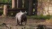 Rare black rhino born at Chester Zoo - LiverpoolWorld Headlines