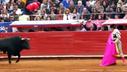 Aficionados a los toros afirman que suspensión de corridas implicó la pérdida de 500 empleos