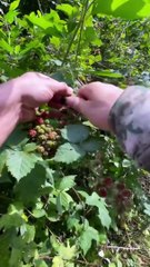 Taş Tencerede Böğürtlenli Cevizli Tart   _ stone pot blackberry and walnut pie