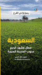 وأنت تنتظر بدء فصل الشتاء .. بدأت مشاهد الربيع تتألق في المدينة المنورة