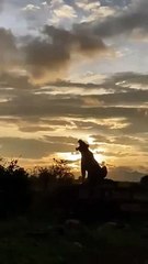 Sun Set Time Lioness So Lazy Mood