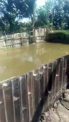 Budidaya ikan lele sistem jaring, simple dan mudah