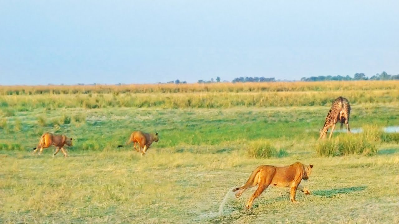 20 Lions Surprise a Drinking Giraffe