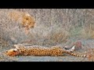 Cheetah with Broken Back Tries Running After Leopard Attack