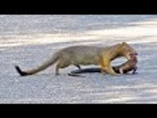 Mongoose Rips Out Lizard&apos;s Eyes
