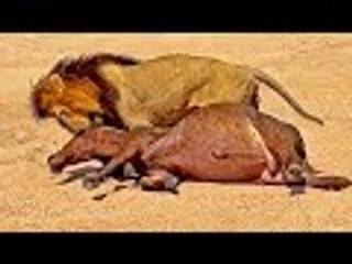 Male Lion Catches and Drags Entire Buffalo