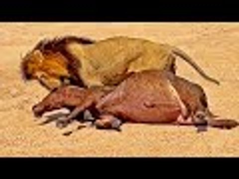 Male Lion Catches and Drags Entire Buffalo