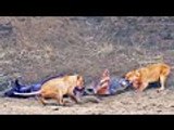 Crocodile Tries to Steal Buffalo from Lions