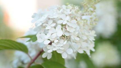 How to Plant and Grow Oakleaf Hydrangea