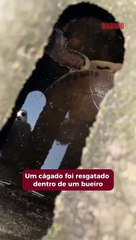 Cágado é resgatado dentro de bueiro no Cordeiros