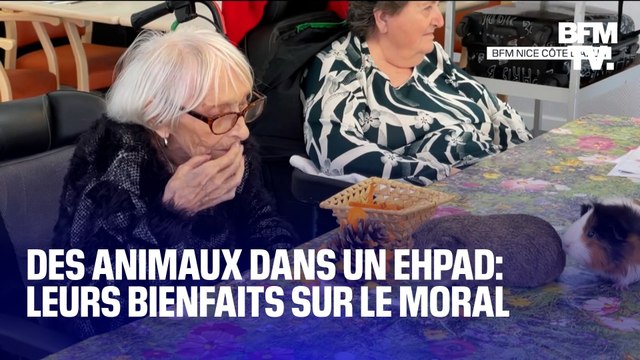 Alpes-Maritimes: dans cet Ehpad, les animaux rendent visite aux résidents