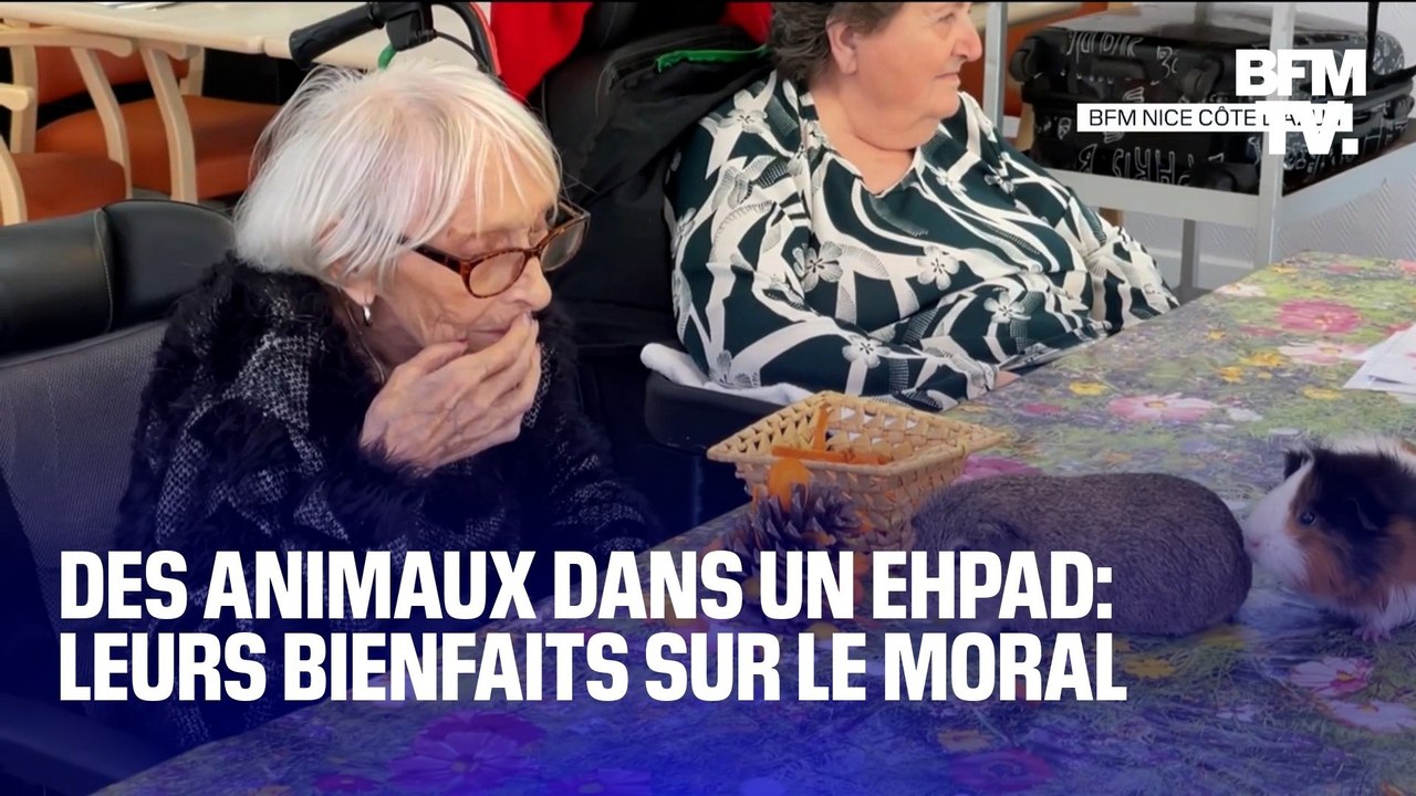 Alpes-Maritimes: dans cet Ehpad, les animaux rendent visite aux résidents