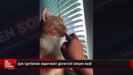 Şok içerisinde dışarıdaki güvercini izleyen kedi