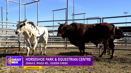 Descargar video: Bull Riding and Fighting at Horseshoe Park & Equestrian Centre