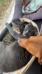 Cozy Cats Cuddle In Basket
