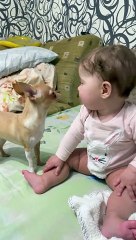 Baby and Dog Play Together