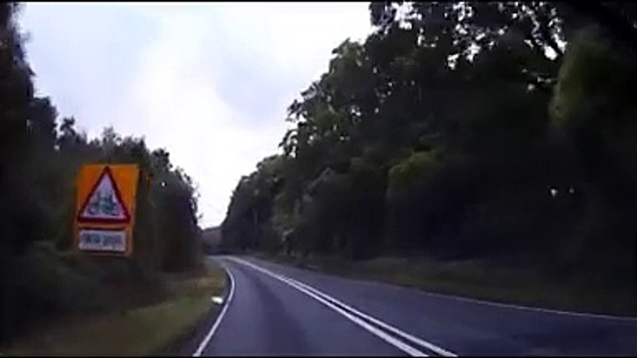 wild boar in road.