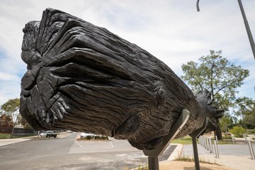 Albury mayor Kylie King weighs in on black log debate