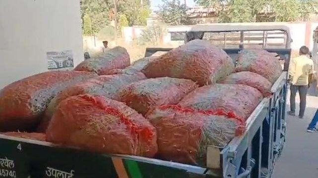 जावरा: लहसुन मंडी में मटर फली का हुआ श्रीगणेश, मुर्हत में 6101 रुपए मिला भाव