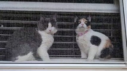 Willow Ryder How She Rides