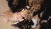 Miep en de poesjes 29 maart