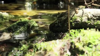 Tasmania- Remnants of Ancient Gondwana - Strike tube Documentary