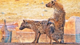 Hyena Passes Out 